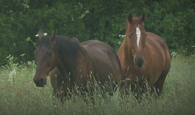 Centre de remise en forme pour chevaux