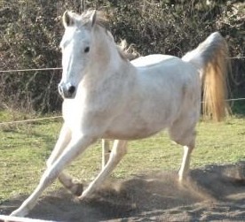 Mon coach professionnel en PACA. Apport de la relation homme cheval