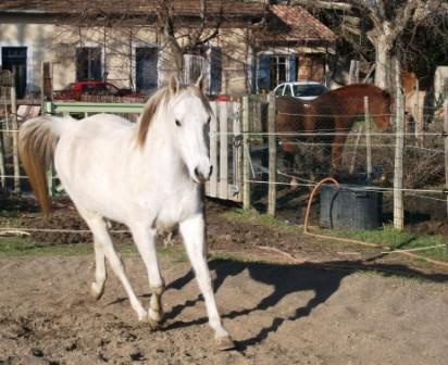 Manager coach : à mon tour grâce à la relation homme cheval