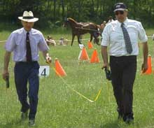 Ma newsletter que je reçois le 5 de chaque mois en tant que membre de la communauté internationale des professionnels du cheval