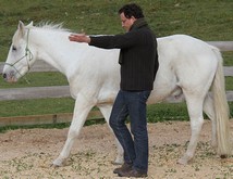 Formation au leadership facilit�e par la relation homme/cheval