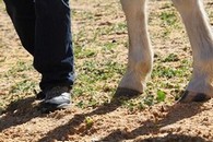 Team building facilit� par la relation homme/cheval